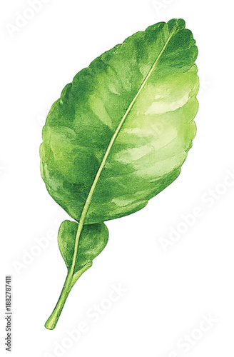 Watercolor kaffir lime leaf isolated on transparent background