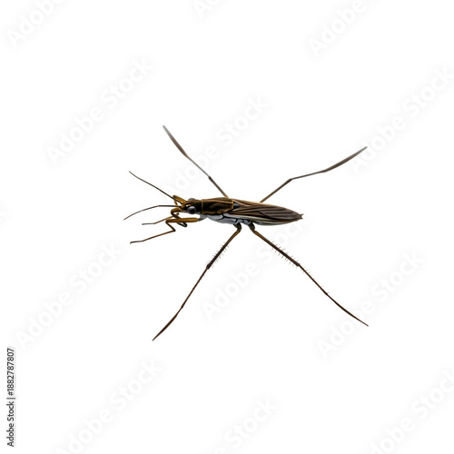 Water Strider Pond Skater Insect Macro Background Removal