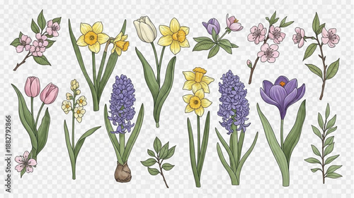 Collection of Spring Flowers and Botanical Elements.