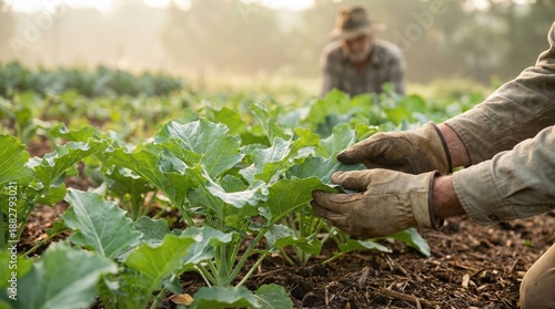 Wallpaper Mural Farmer tending to vegetable plants Torontodigital.ca