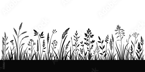 Elegant black grass silhouettes growing in meadow field against clean white background artistic nature illustration for organic product packaging eco-friendly landscaping designs botanical print layou