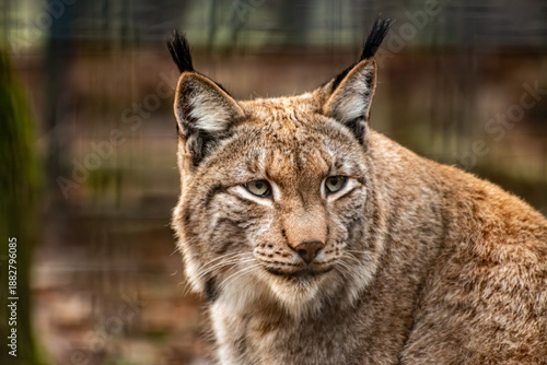 Majestic Eurasian Lynx Portrait with Ear Tufts