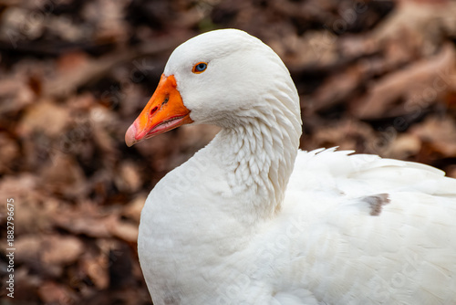 Close-up Portrait of a White Goose with Blue Eye