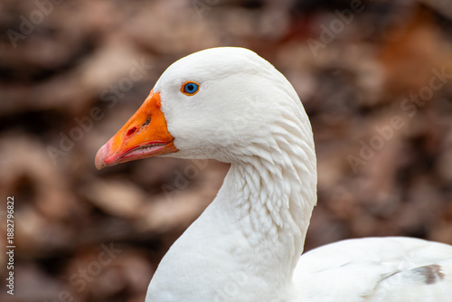 Close-up Portrait of a White Goose with Blue Eye