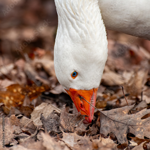 White Goose Foraging in Autumn Leaves Close-up