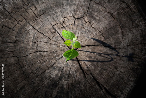 New shoot grow on old tree stump