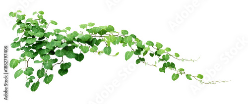 Vibrant green ivy vine with small, heart-shaped leaves gracefully trailing across a pure white background, perfect for natural design elements and botanical compositions.