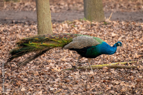 Male Peacock Walking on Autumn Leaves in Forest