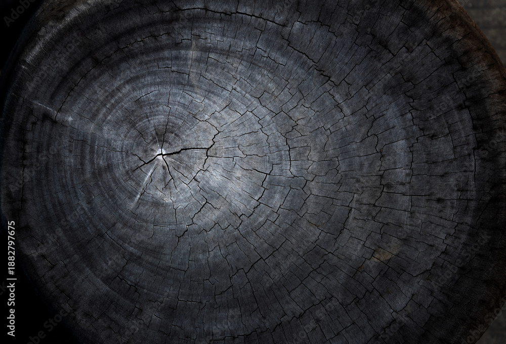 Fototapeta premium Texture of old tree stump