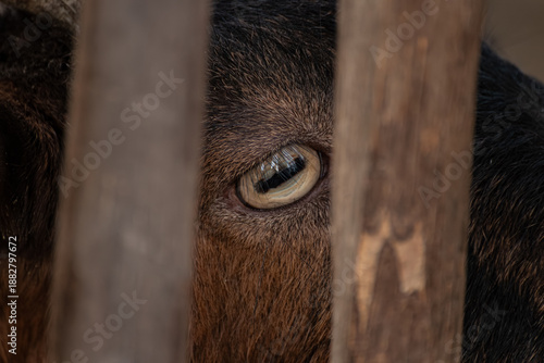 Close-up of a Goat Eye Through Wooden Fence Slats