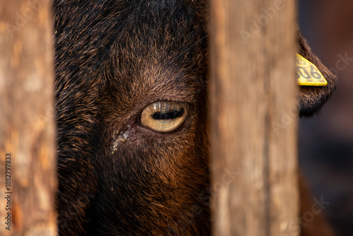Close-up of a Goat Eye Through Wooden Fence Slats