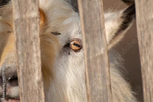 Close-up of a Goat Eye Through Wooden Fence Slats