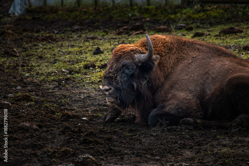 European Bison Resting in Muddy Field at Sunset