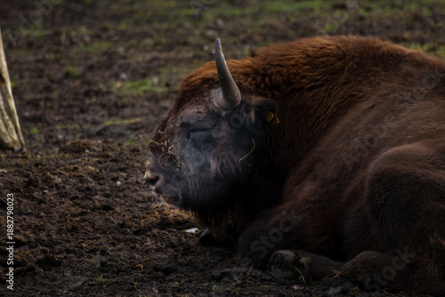 European Bison Resting in Muddy Field at Sunset