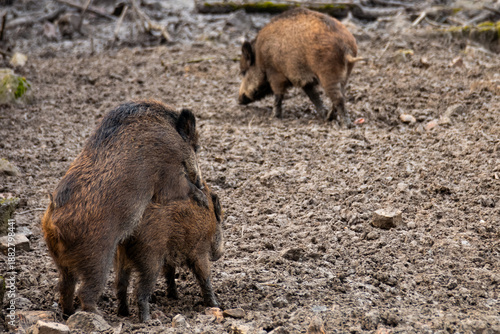 Wild Boars Mating Behavior in Muddy Forest Habitat