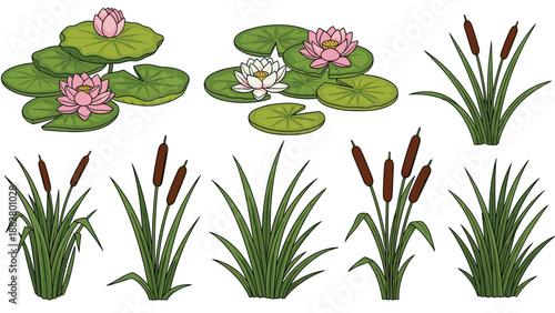Beautiful collection of aquatic plants featuring vibrant water lilies with delicate pink and white blossoms, accompanied by various healthy green cattails, on a clean background.