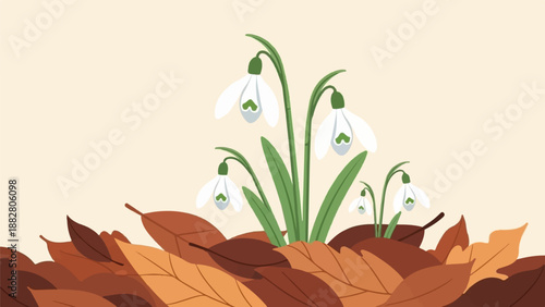 Delicate white snowdrops emerge from a bed of fallen autumn leaves