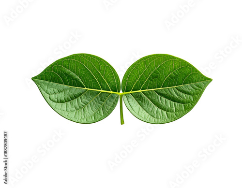 Green Leaves with Stem Attachment Point.