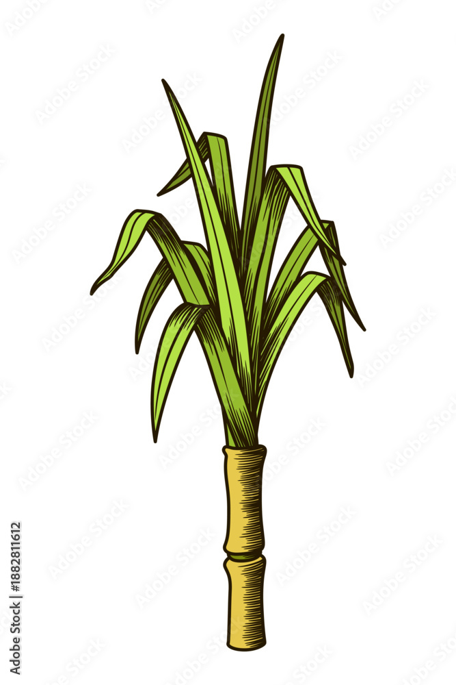 Obraz premium Cane sugar. Sugarcane plant. Engraving hand drawn natural organic food or natural ingredient. Fresh sugar bamboo