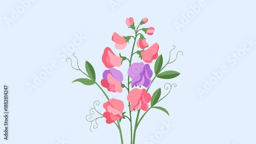 Delicate pink and purple sweet pea blossoms with green leaves and tendrils