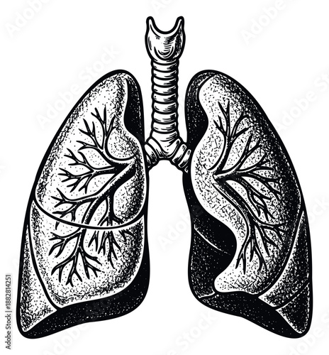 Gritty texture human lungs graphic with branching airways and windpipe for anatomical visualization, health education materials, and scientific publication layouts.