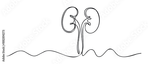 Minimalist continuous line drawing of human kidneys with connecting ureters, perfect for medical education, healthcare awareness, or anatomy lesson materials