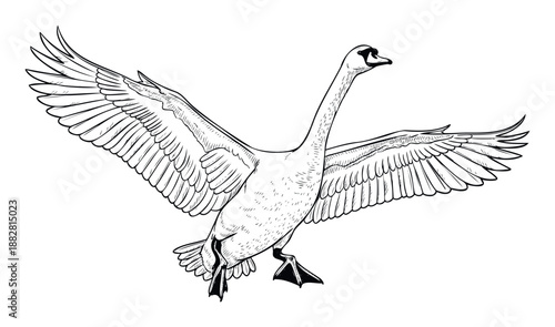 Majestic flying swan with widely spread wings captured in a powerful open posture, perfect for nature publications, educational materials, and wildlife conservation projects.