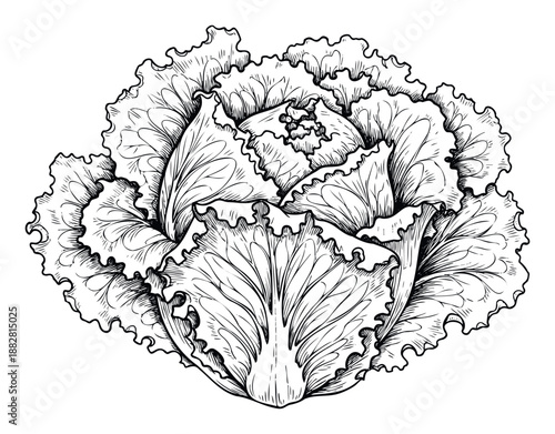 Detailed black and white line drawing of a fresh green lettuce head perfect for culinary menus restaurant decor healthy eating packaging and organic food product labels
