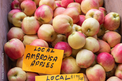 Close-up of a rustic wooden bin full of ambrosia apples