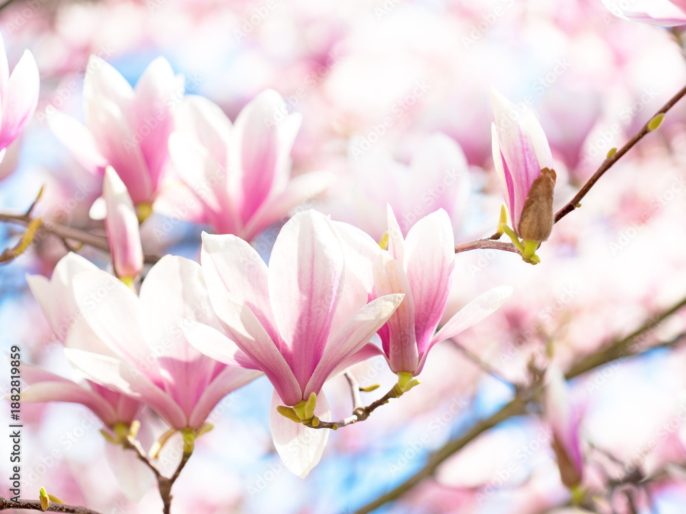 Obraz premium Branches of light pink Magnolia flowers on an out-of-focus background. Selective focus. Shallow DOF.