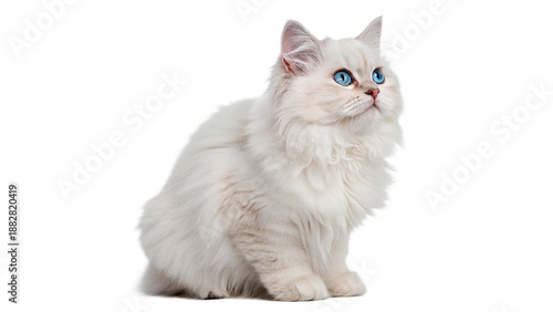 Fotografija White fluffy cat sits quietly with blue eyes, looking upwards while resting  iso