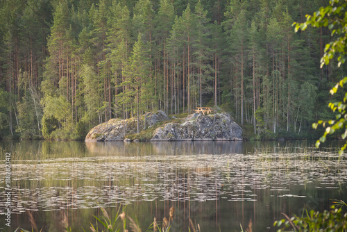 A tranquil Swedish lake in the forest with a small rocky island and dense coniferous trees. Soft sunlight illuminates the autumnal scenery and reflects in the water.
