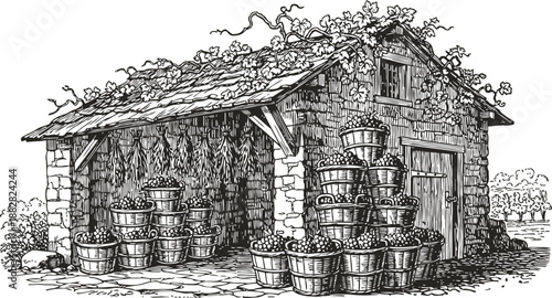 Rustic fruit barn with baskets of harvested apples and drying herbs in countryside setting
