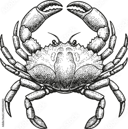 Detailed crab illustration with claws raised, marine animal drawing, ocean wildlife art