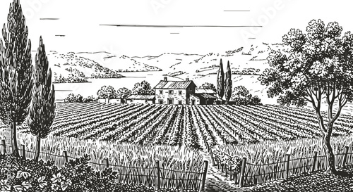 Rustic vineyard landscape with farmhouse among rows of grapevines and cypress trees