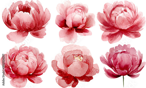 Hand-drawn red and pink peony blossom set