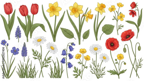 Collection of Spring Flowers Tulips Daffodils Poppies Daisies and Bluebells.
