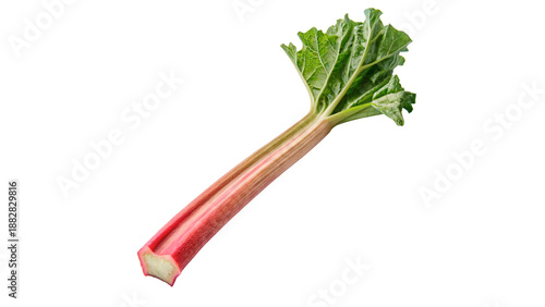 Fotografía A single fresh rhubarb stalk  isolated on transparent background cut out