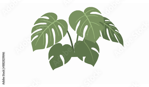Monstera deliciosa houseplant in ceramic pot vector illustration isolated on white background