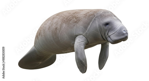 Manatee animal wildlife marine mammal sea creature, manatee closeup, manatee portrait, cutout isolated on transparent bg, png