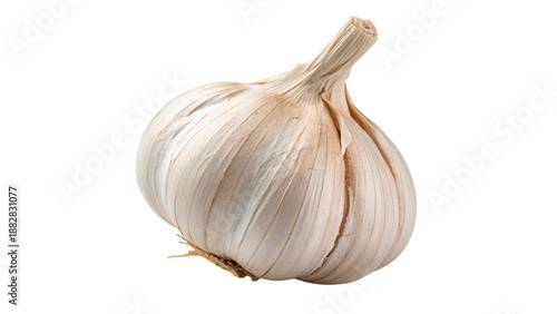 Canvastavla garlic bulb shows round shape and several layers of dry skin isolated on transp