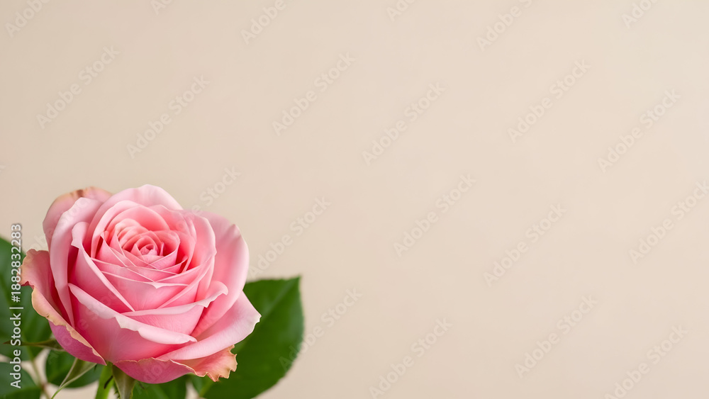 Fototapeta premium Valentine's day pink rose image for romantic celebrations and love
