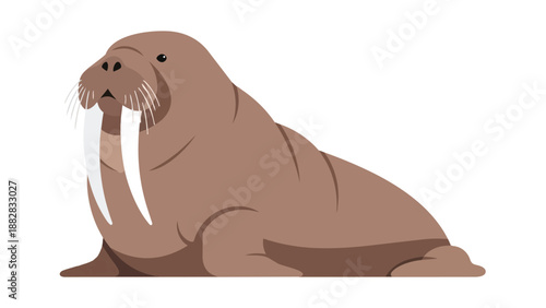 Illustrative flat design of a majestic walrus with long tusks on white