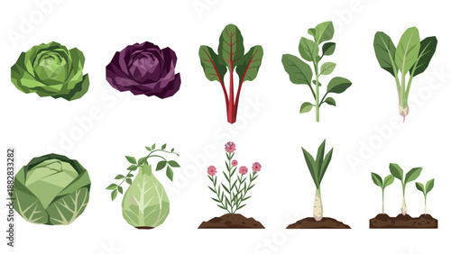 Colorful geometric vegetables with low poly art style on white background