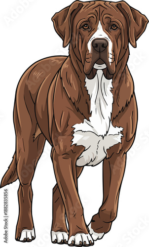 Rafeiro do Alentejo dog walking forward attentive movement