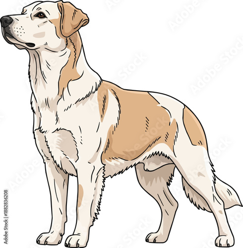 Rafeiro do Alentejo dog standing attentive head raised looking away