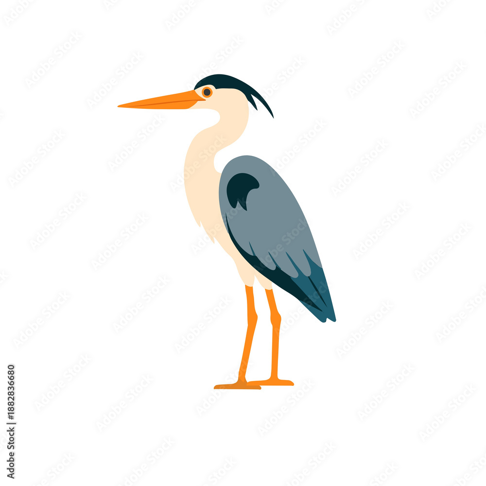 Obraz premium A beautiful grey heron bird with an orange beak standing calmly on a white background