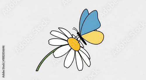 Colorful butterfly with blue and yellow wings sitting on a white daisy flower with green stem on light background
