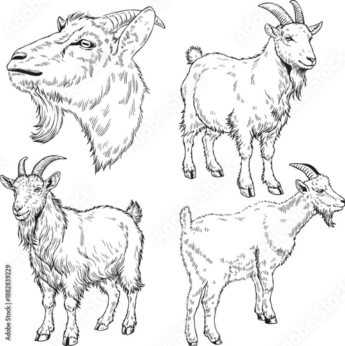 Vintage hand drawn goat sketches and head profile set, rustic engraving style farm animal illustrations on white background