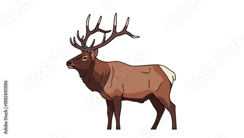 Majestic wild bull elk with impressive antlers illustration on clean background